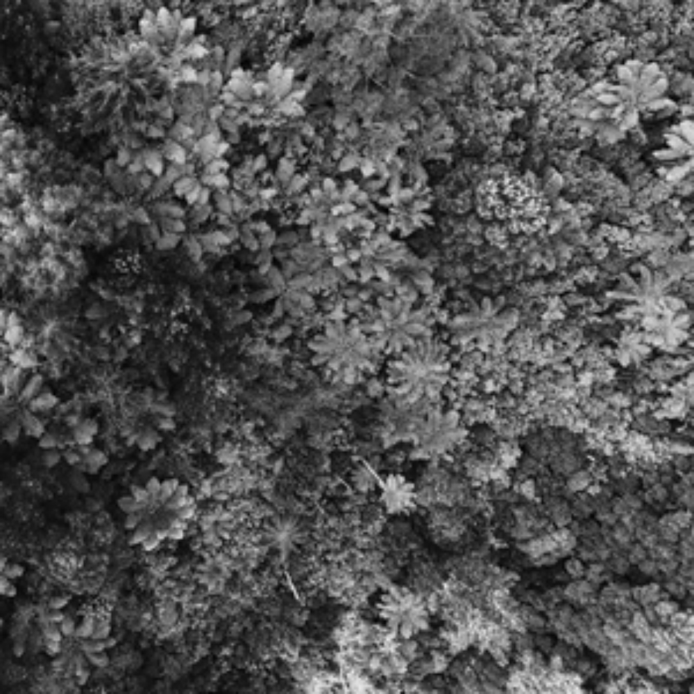 Umwelt