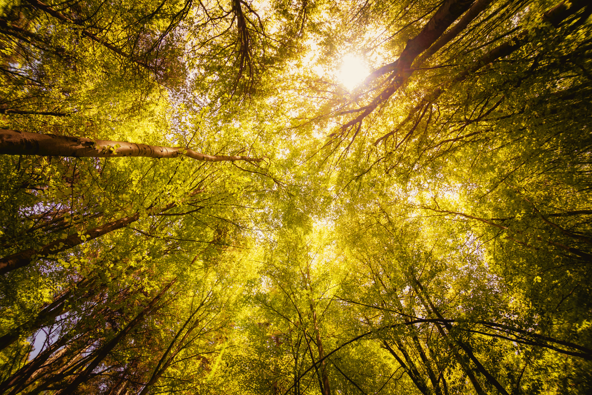 sustainability-banner-en