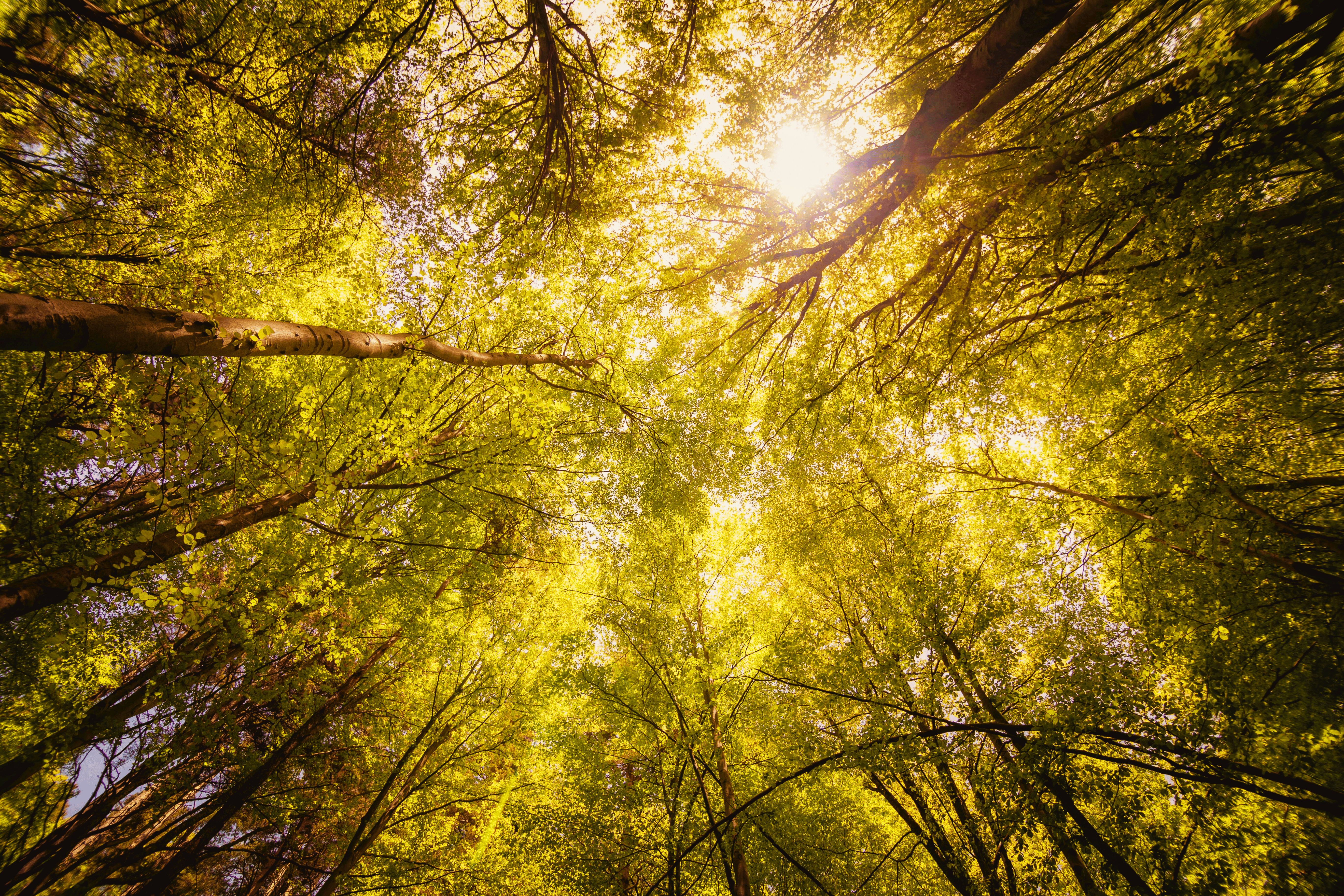 sustainability-banner-en